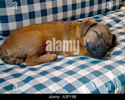 Dieci settimane del vecchio confine terrier cucciolo dorme sul divano Foto Stock