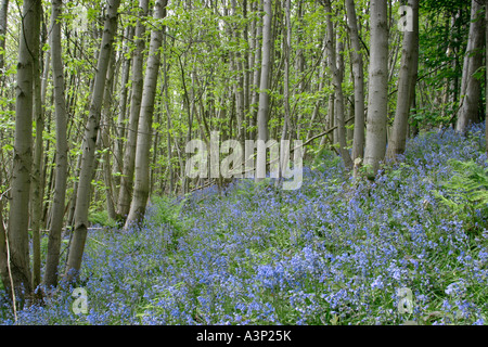 Bluebell boschi Surrey UK Foto Stock