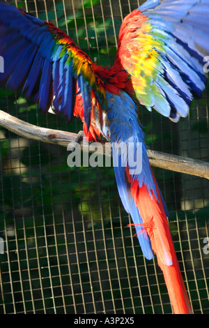 Red Parrot con ali esteso Foto Stock