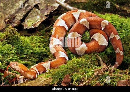 Ampia nastrare Copperhead Snake Agkistrodon contortrix laticinctus USA Foto Stock