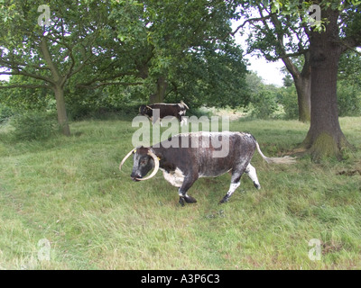 Longhorn il pascolo di bestiame Chingford pianura Foresta di Epping Essex GB UK Foto Stock