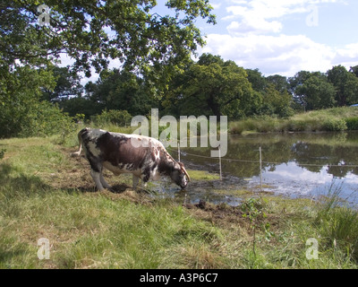 Longhorn il pascolo di bestiame Chingford pianura Foresta di Epping Essex GB UK Foto Stock