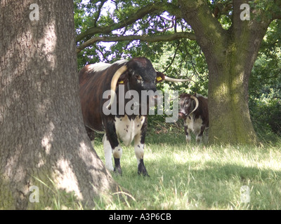 Longhorn il pascolo di bestiame Chingford pianura Foresta di Epping Essex GB UK Foto Stock