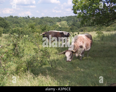 Longhorn il pascolo di bestiame Chingford pianura Foresta di Epping Essex GB UK Foto Stock