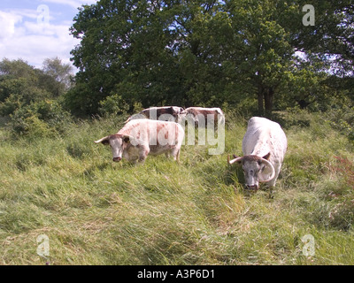 Longhorn il pascolo di bestiame Chingford pianura Foresta di Epping Essex GB UK Foto Stock