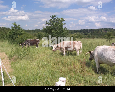 Longhorn il pascolo di bestiame Chingford pianura Foresta di Epping Essex GB UK Foto Stock