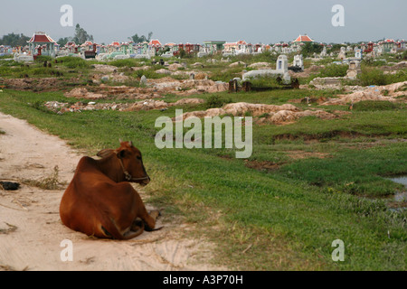 Cow nella parte anteriore di un cimitero a Tay Ninh con grandi tombe (Vietnam 2006) Foto Stock