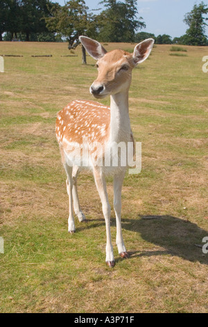 La Knole House e il Deer Park Kent REGNO UNITO Foto Stock