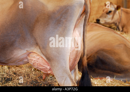 Jersey di vacche da latte nel granaio mostra piena mammella Foto Stock