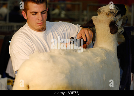 Giovane uomo la rasatura di una pecora con clippers al Royal Agricultural Winter Fair Canadian National Exhibition Toronto Foto Stock