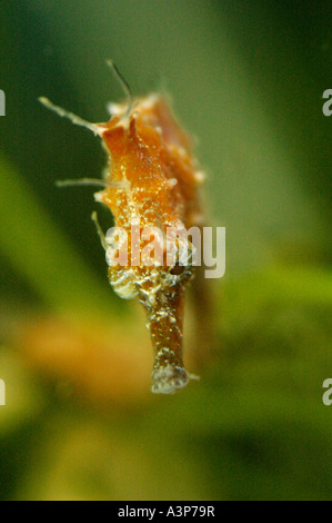 Lunga snouted Seahorse Hippocampus erectus Oceano Atlantico maschio USA Foto Stock