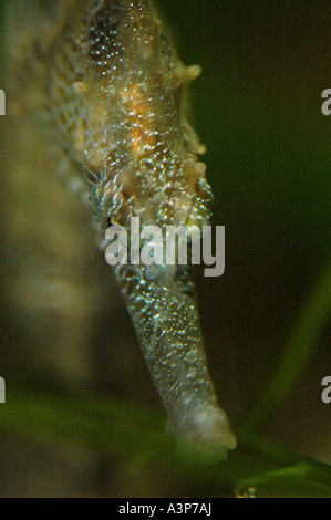 Lunga snouted Seahorse Hippocampus erectus Oceano Atlantico maschio USA Foto Stock