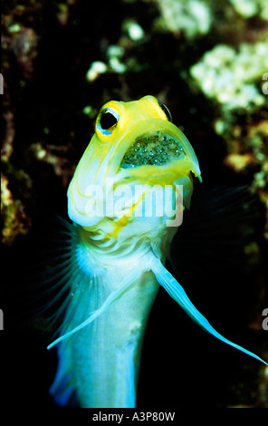 Jawfish Yellowheaded Opistognathus aurifrons Caraibi specie bocca maschio cova uova il suo Acquario foto Foto Stock