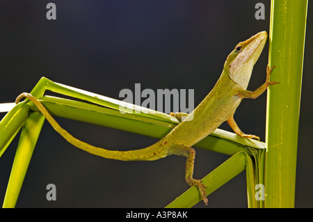 Green Anole Anolis carolinensis Florida USA Foto Stock
