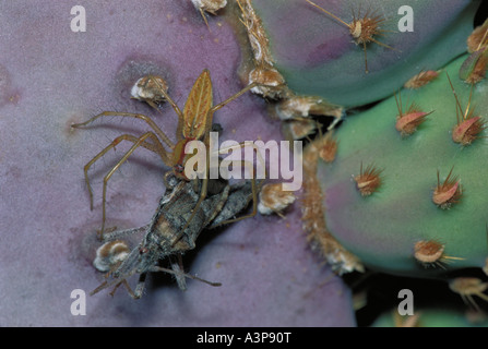 Green Lynx Spider Puecetia viridans su ficodindia mangiando insetti Foto Stock