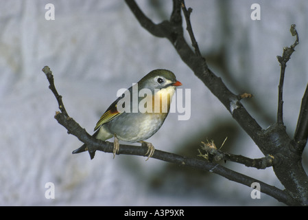 Pekin Robin Leiotrix lutea Cina Foto Stock