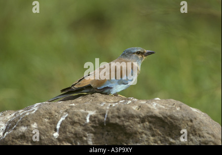 Rullo europea Coracias garrulus Serengeti Tanzania Foto Stock