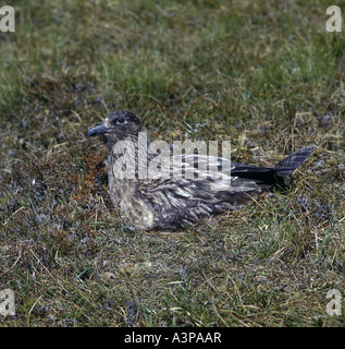 Grande Skua Stercorarius skua seduta sul nido incubazione di uova Foto Stock