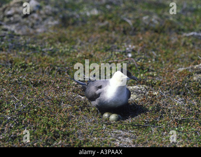 Lunga coda di Skua Stercorarius longicaudus a nido con uova Norvegia Foto Stock