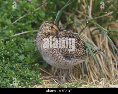 Magellan comune beccaccino Gallinago gallinago paraguaiae in appoggio nelle isole Falkland Foto Stock