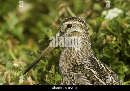 Magellan comune beccaccino Gallinago paraguaiae g Close up della testa Falklands Foto Stock