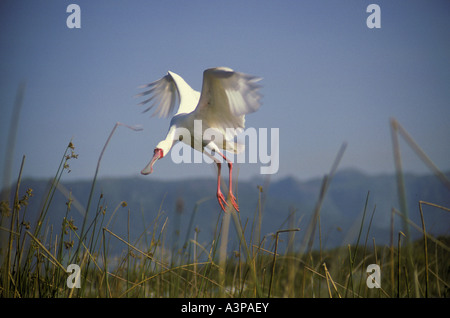 Platalea Alba platalea alba In volo appena al di sopra di canne a testa in giù Foto Stock