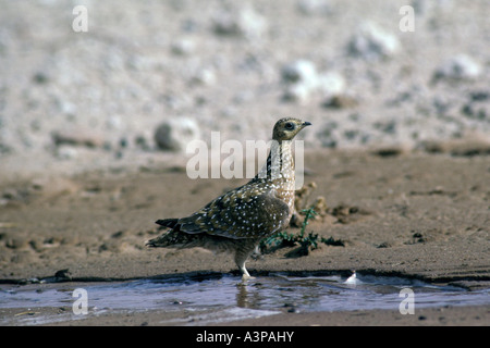 Burchell s o spotted sandgrouse Pterocles burchelli Foto Stock