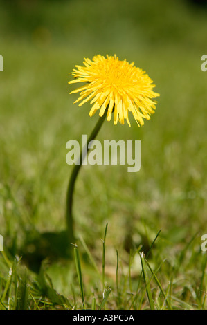 Unico giallo fiore di tarassaco cresce in erba verde prato Foto Stock