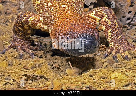 In perline messicano Lizard Heloderma horridum Southern USA Messico Foto Stock