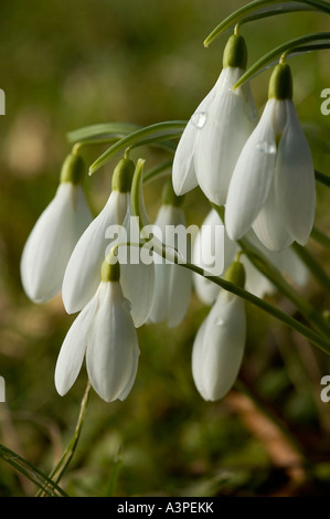 Bucaneve Galanthus nivalis Close up di fiori con perle di acqua Foto Stock