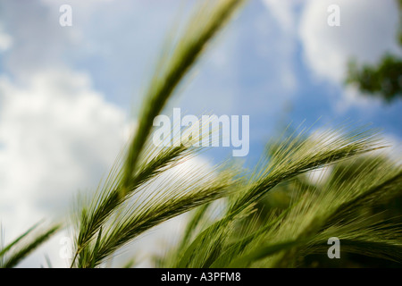 Il grano in campo contro il cielo blu, vista laterale inferiore, close-up Foto Stock