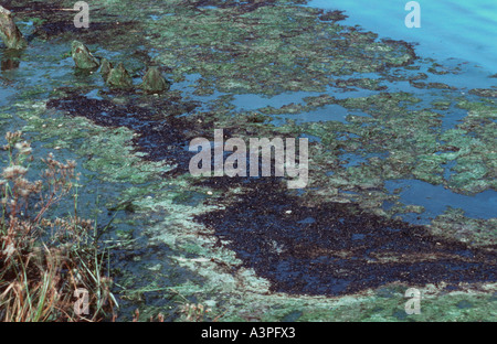 Inquinato paludi dopo la fuoriuscita di olio dalla raffineria Fawley New Forest Hampshire - REGNO UNITO Foto Stock