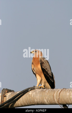 Maggiore Spotted Eagle Foto Stock