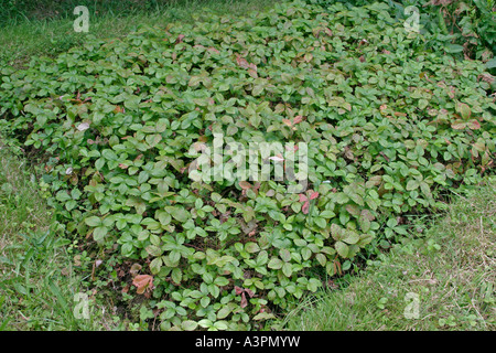 Fragole selvatiche letto di piante in agosto Foto Stock