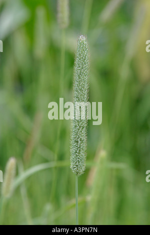 Fleolo Phleum pratense close up fiore spike Foto Stock