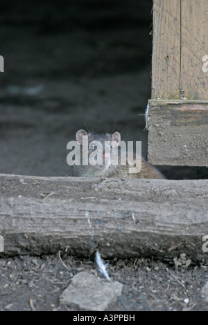 Brown rat Rattus norvegicus guardando fuori della porta del granaio fv Foto Stock