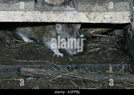 Brown rat Rattus norvegicus proveniente da sotto il pallet fv Foto Stock