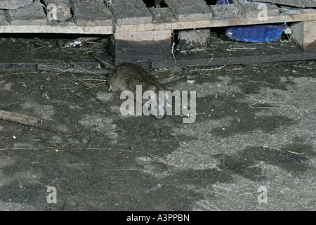 Brown rat Rattus norvegicus cautamente in movimento attraverso un pavimento in calcestruzzo fv Foto Stock