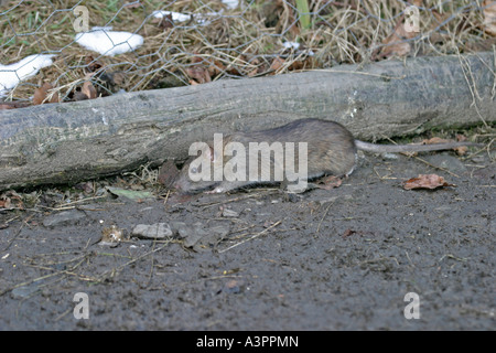 Brown rat Rattus norvegicus muovendosi lungo la via sv Foto Stock