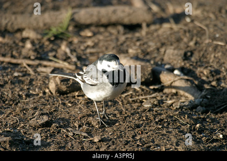 PIED WAGTAIL MOTACILLA ALBA SULLA TERRA VISTA FRONTALE CARMARTHENSHIRE Foto Stock