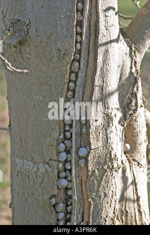 Giardino lumaca Helix Aspersa gruppo entra in modalità di ibernazione in crepa nella struttura ad albero Foto Stock