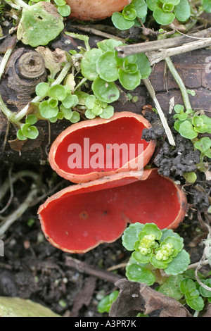 SCARLET ELF CUP SARCOSCYPHA COCCINEA crescente sul suolo NORFOLK Foto Stock