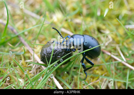 DOR SCARABEO GEOTRUPES STERCORARIUS IN ERBA con pellet di letame SV Foto Stock