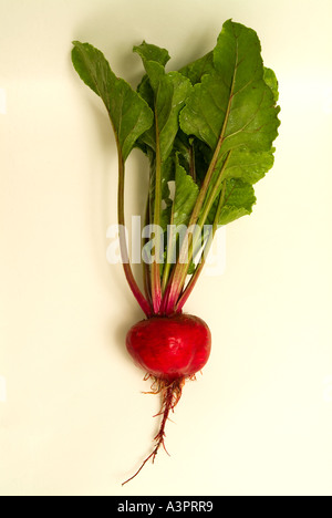 Appena raccolto barbabietola Beta vulgaris Foto Stock