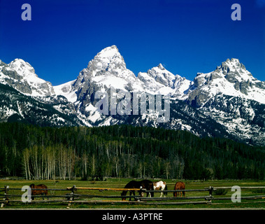 Pioppi neri americani prati dove pascolano cavalli pacificamente sotto le torreggianti montagne del Parco Nazionale di Grand Teton in Wyoming Foto Stock