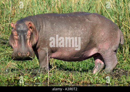 Ippopotamo fuori di acqua (Hippopotamus amphibius) Foto Stock