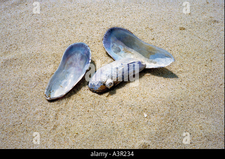 Svuotare i serbatoi di mitilo sulla sabbia Foto Stock