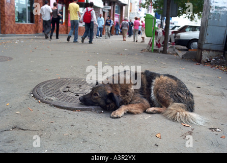 Gli sbandamenti cane su un marciapiede, Bucarest, Romania Foto Stock
