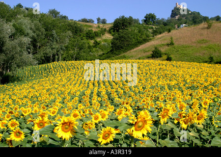 Vivid,giallo,spazzare campo di girasoli che conduce fino a una romantica torre in un hilltown nelle Marche,Italia Foto Stock