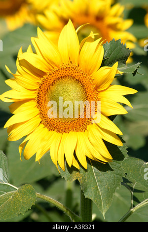 Perfetta,vivid,giallo,Girasole nelle Marche,Italia Foto Stock